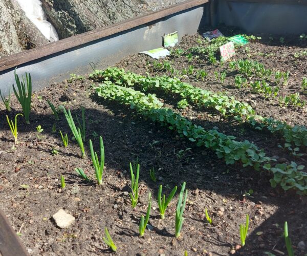 Der Frühling ist bereits überall sichtbar und in unserem Garten ist es grün geworden.